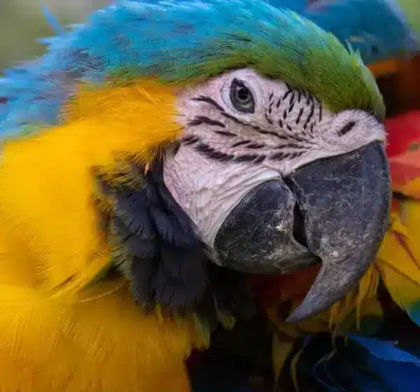 Best thing to do in Iquitos | 4d3n Iquitos Amazon Experience | Peru Bucket List