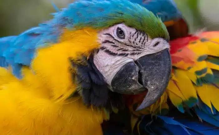 Best thing to do in Iquitos | 4d3n Iquitos Amazon Experience | Peru Bucket List