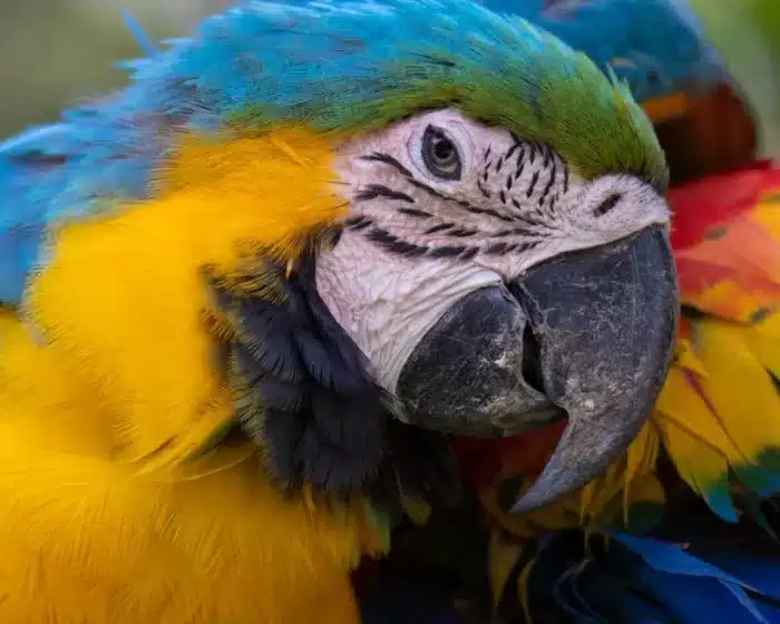 Best thing to do in Iquitos | 4d3n Iquitos Amazon Experience | Peru Bucket List