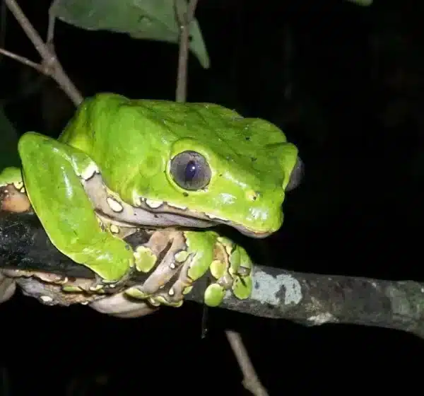 Things to do in Puerto Maldonado | 3d2n Puerto Maldonado Amazon Experience | Peru Bucket List