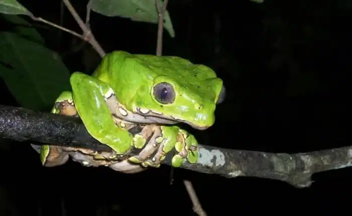 Things to do in Puerto Maldonado | 3d2n Puerto Maldonado Amazon Experience | Peru Bucket List