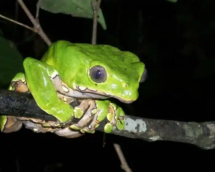Things to do in Puerto Maldonado | 3d2n Puerto Maldonado Amazon Experience | Peru Bucket List