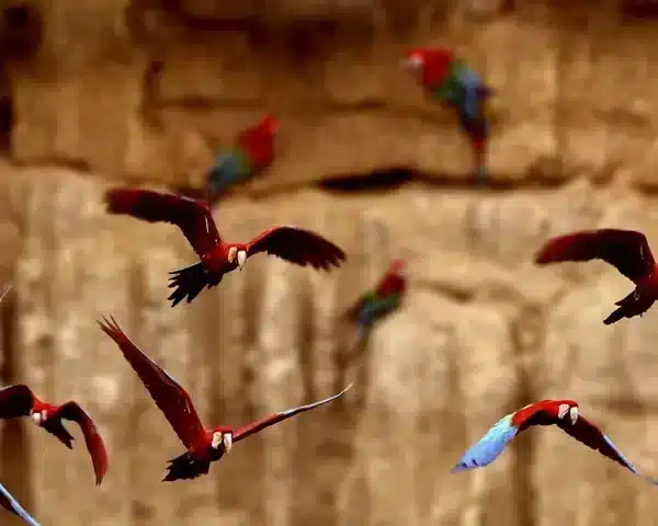 Peru Tour Package | Iquitos 3 Days 2 Nights | Best Prices | Solo Travelers | Peru Bucket List